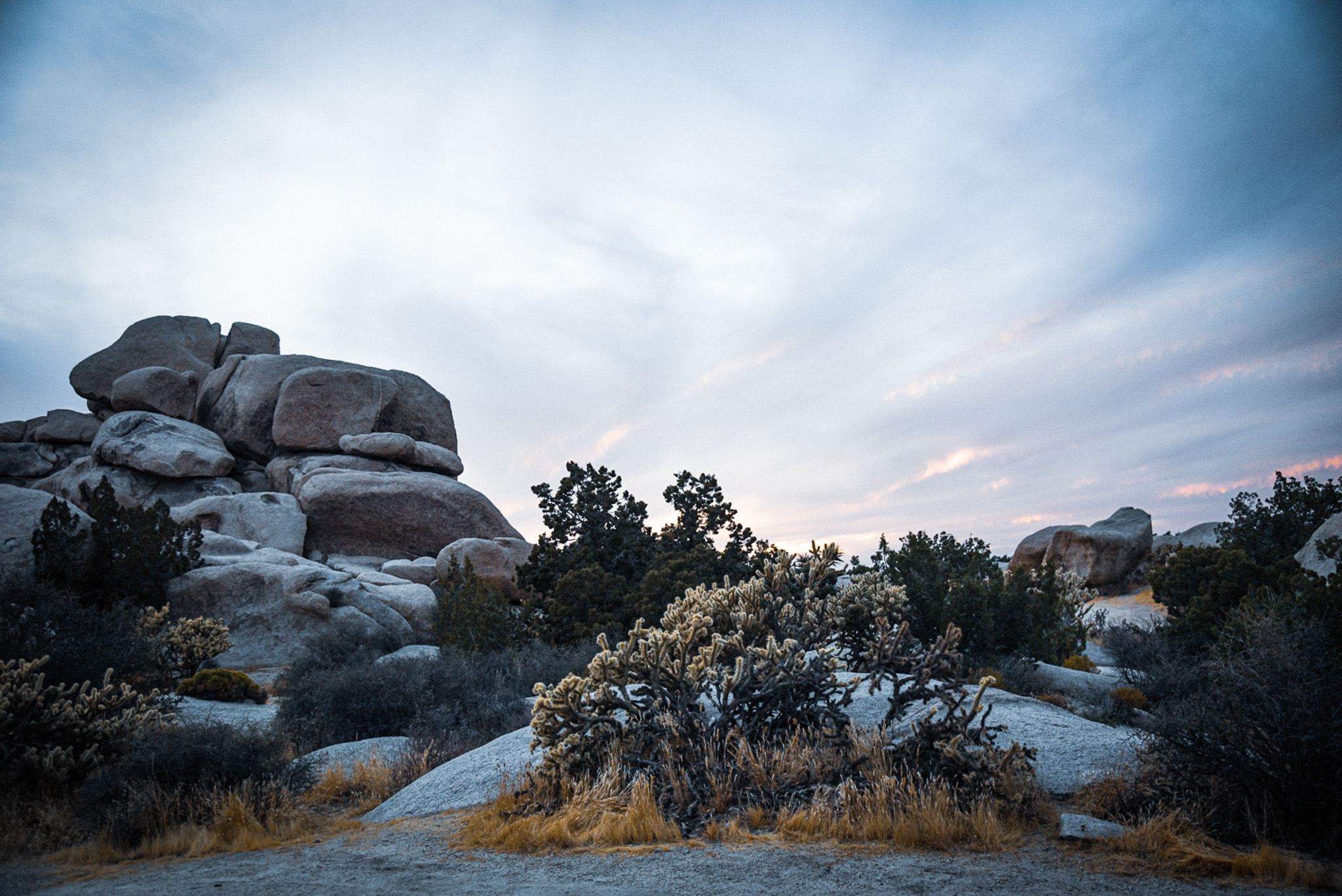 Mojave National Preserve: Terra & the Tarantula