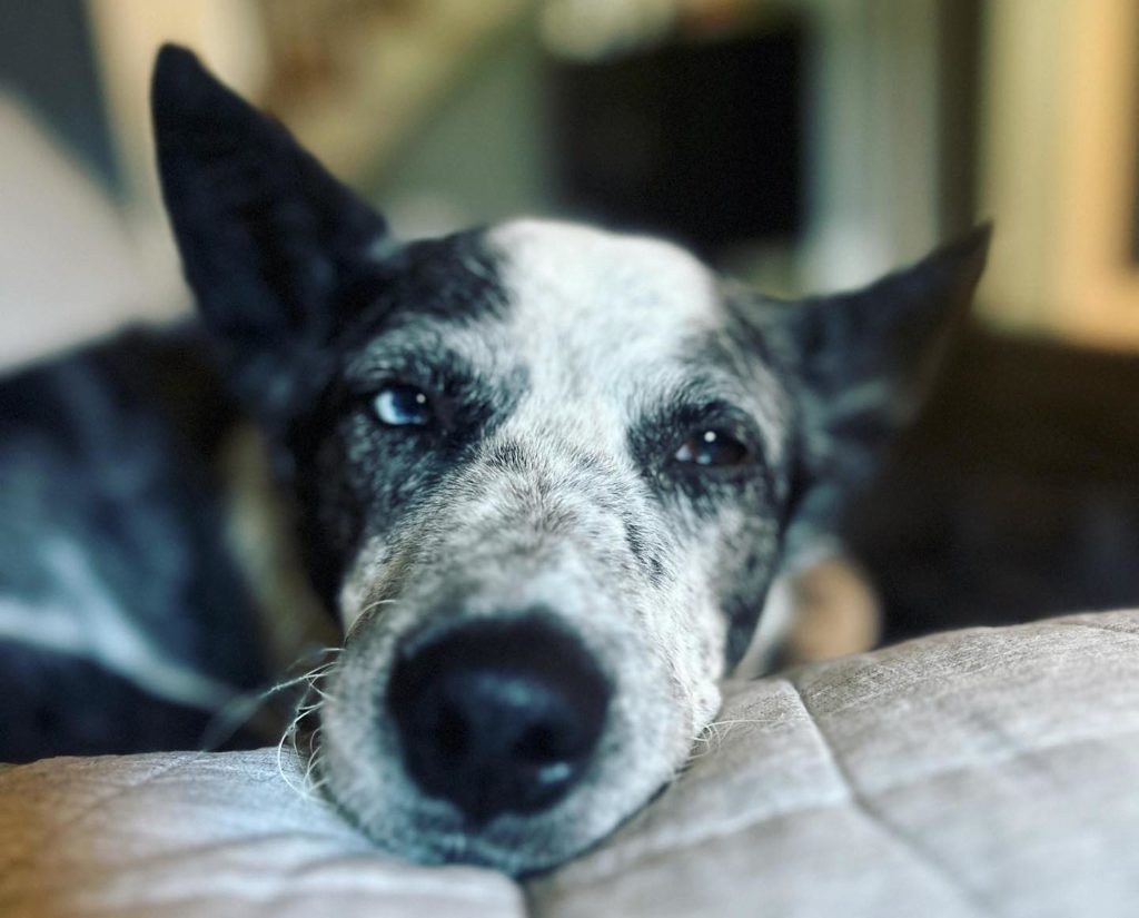 A black and white cattle dog mix lounges on a pillow