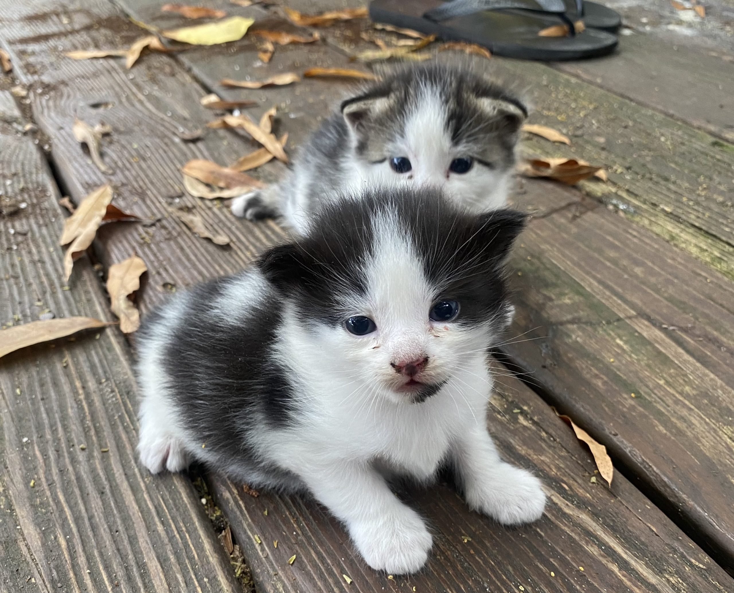 The Week it Rained Kittens