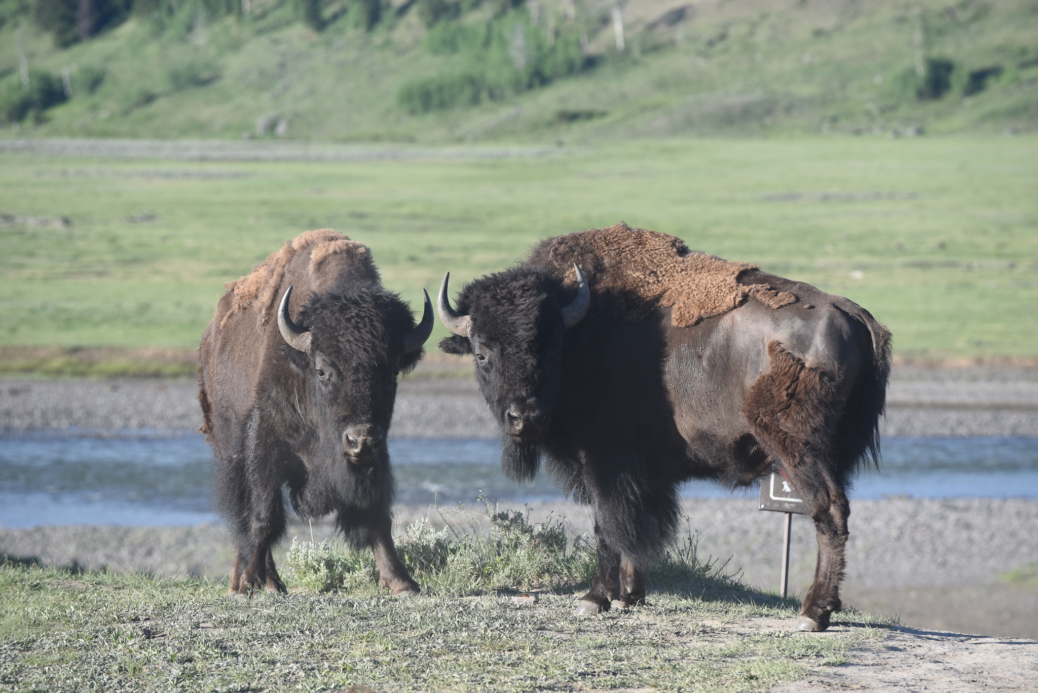 Yellowstone, Part III: Where the Wild Things Are