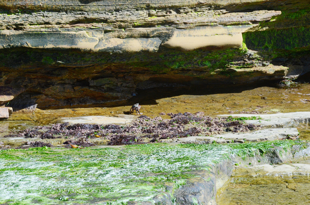 Poking anemones at Cabrillo National Monument