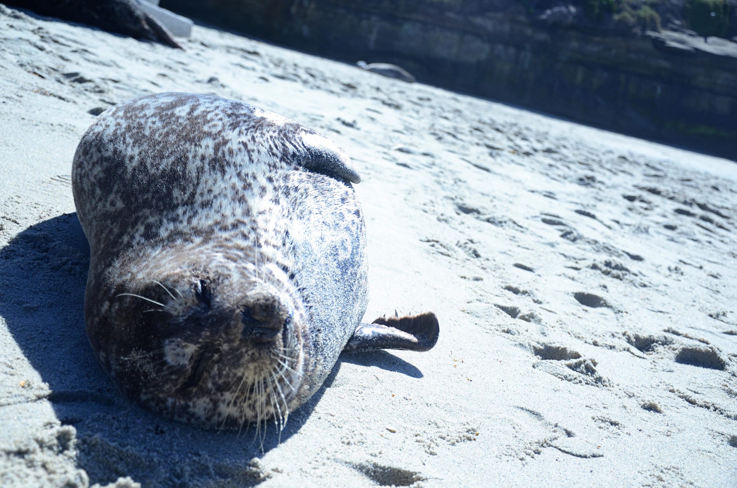 Befriending Seals in La Jolla