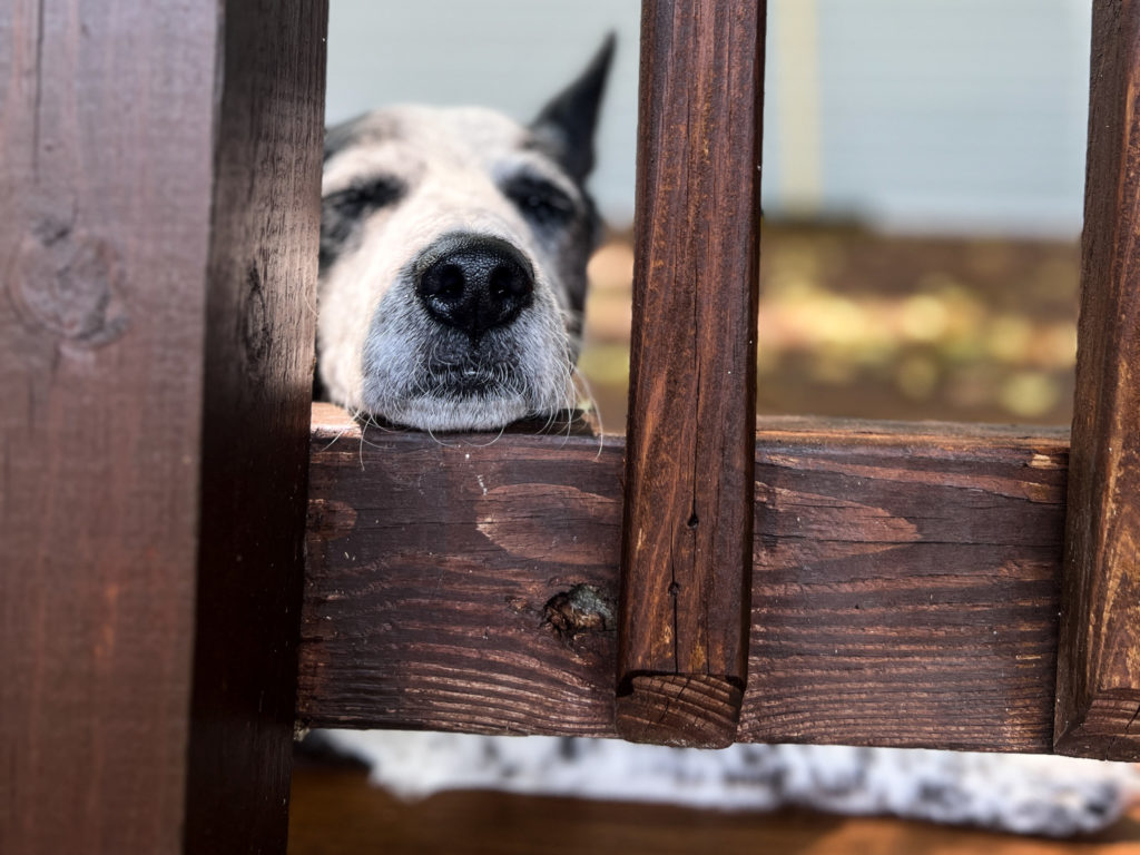 A black and white dog sleeps while resting his head on a porch railing.