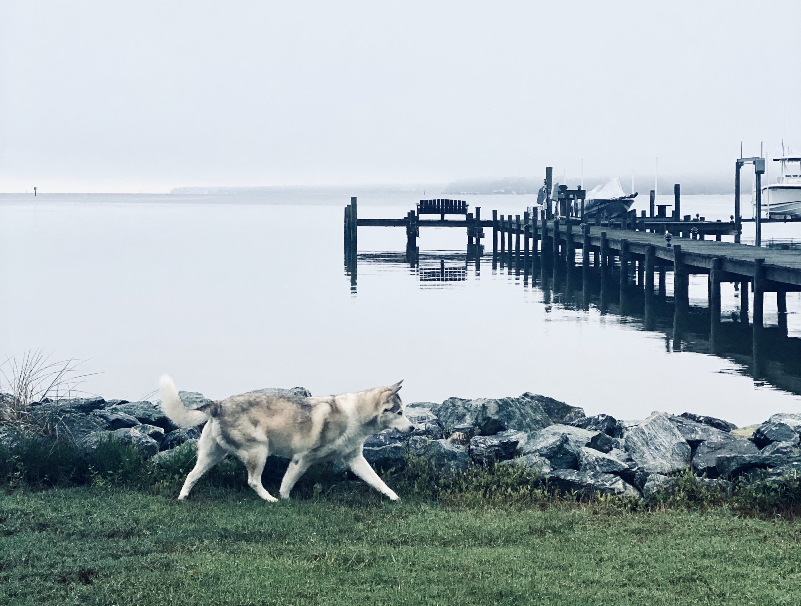 Sadie Anne Goose, Wolf of my Heart   