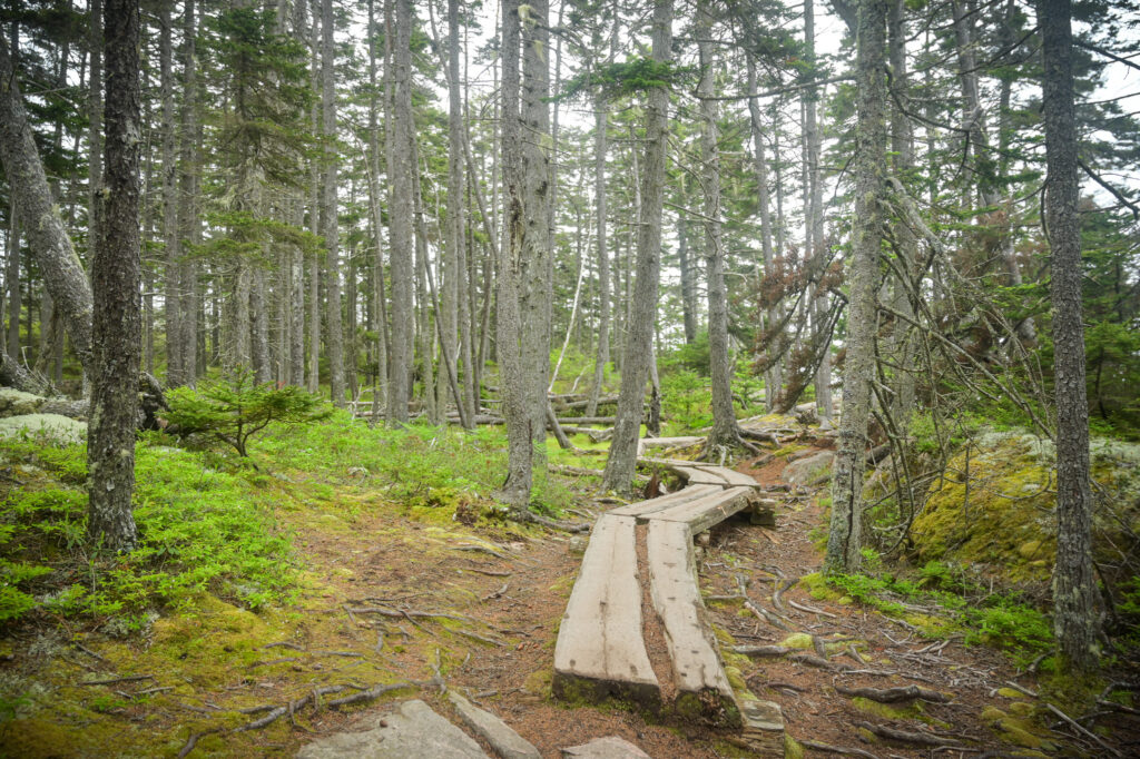 6 Days Exploring Coastal Maine || 
terragoes.com